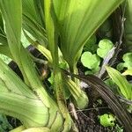 Calanthe triplicata Leaf