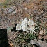 Narcissus cantabricus Flor