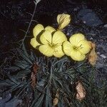 Oenothera howardii ᱛᱟᱦᱮᱸ