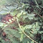 Dahlia imperialis Levél