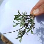 Helichrysum arenarium Blad