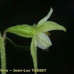 Epipactis leptochila 花