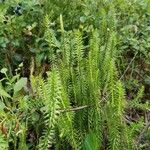 Lycopodium annotinum Yaprak