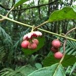 Siparuna thecaphora Fruit