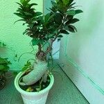 Ficus microcarpa Hoja