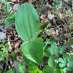 Neottia ovata Leaf