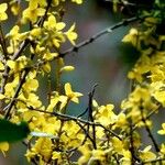 Forsythia intermedia Habitatea