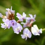 Astragalus austriacus Flower