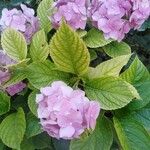 Hydrangea macrophylla花