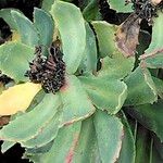 Rhodiola rosea List