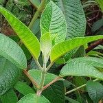 Fuchsia boliviana Лист