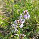 Astragalus austriacus Flor