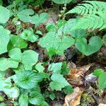 Mitella diphylla Hábitos