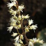 Heuchera sanguinea പുഷ്പം