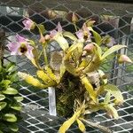 Dendrobium trantuanii Hábito