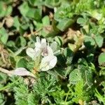Trifolium subterraneum Λουλούδι