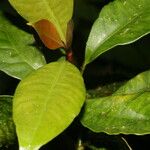 Chrysochlamys glauca Hoja