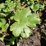 Ranunculus sceleratus برگ