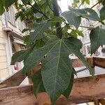 Brachychiton discolor Hoja