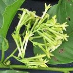 Cestrum racemosum Other