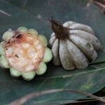 Rothmannia whitfieldii Fruit