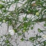 Symphyotrichum pilosum 葉