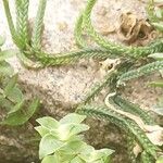 Crassula muscosa Leaf