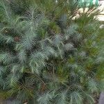 Pinus maximartinezii Hoja