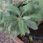 Salvia apiana Blatt