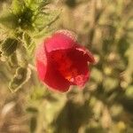 Hibiscus aponeurus Flor
