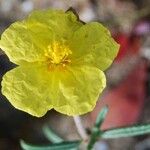 Helianthemum hirtum Floare