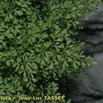 Asplenium fissum Leaf