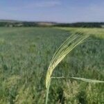 Hordeum vulgare Frukto