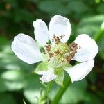 Rubus montanus Květ