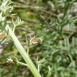 Reseda alba Fruct