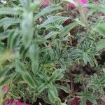 Satureja hortensis 叶
