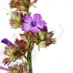 Ipomopsis macombii Flower