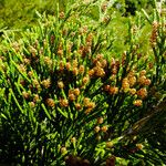 Juniperus thurifera Çiçek