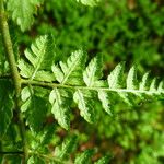 Dryopteris dilatata ഇല