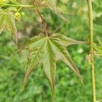 Acer cappadocicum Yaprak