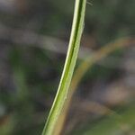 Tragopogon castellanus Leht