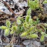 Caucalis platycarpos Fruit