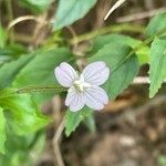 Epilobium montanum Flower