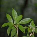 Amphitecna gentryi Leaf
