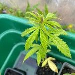 Cannabis sativa 葉