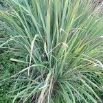 Cymbopogon nardus Blad