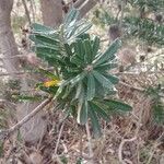 Banksia marginata List