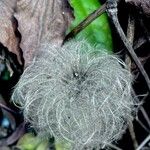 Clematis tangutica Fruit