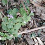 Ageratum conyzoidesÇiçek