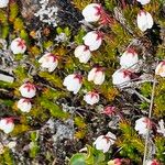 Harrimanella hypnoides Flor